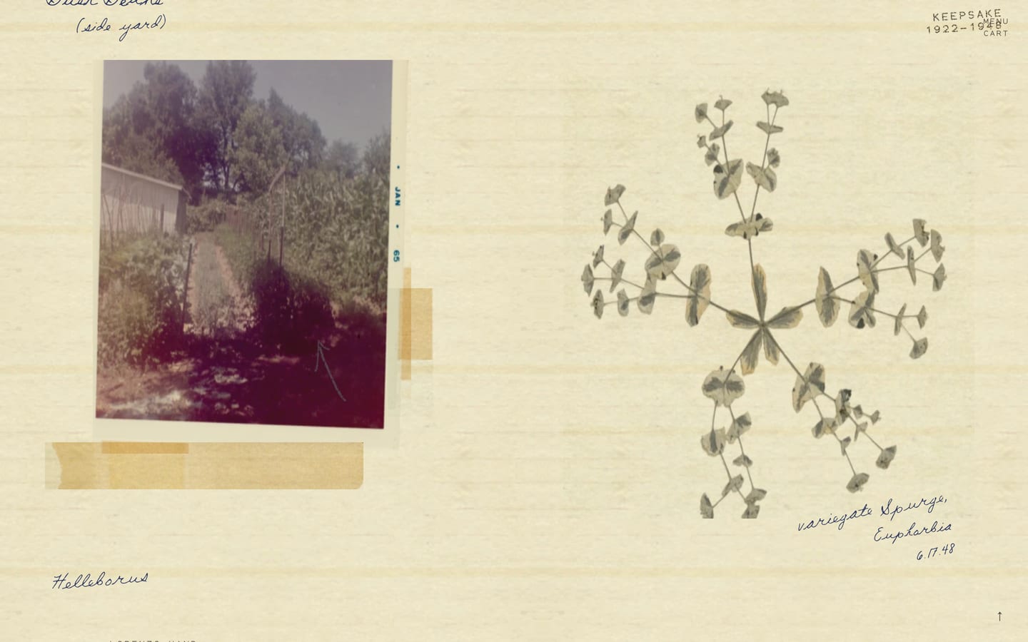 The Lorenzo Hand page: the keepsake card, the pressed plant, the tester.