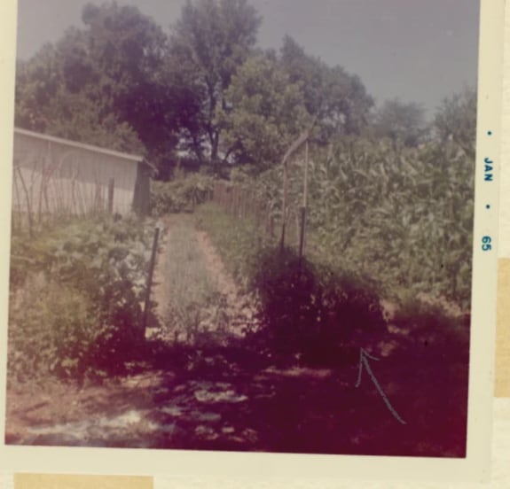 A faded square photograph of a kitchen garden in summer.