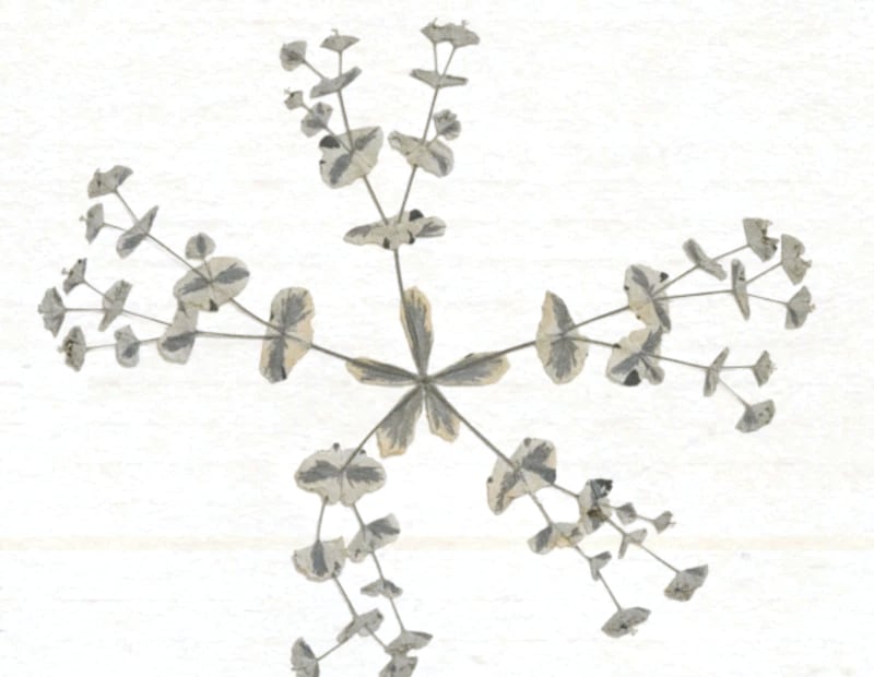 A pressed spurge, its round leaves fanned out flat, from the scans.